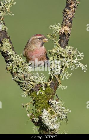 Gemeinsamen Redpoll auf Flechten bedeckten Ast Stockfoto