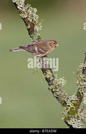 Gemeinsamen Redpoll auf Flechten bedeckten Ast Stockfoto