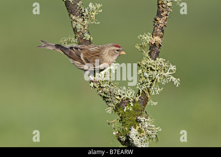 Gemeinsamen Redpoll auf Flechten bedeckten Ast Stockfoto