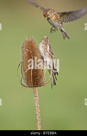 Gemeinsamen Birkenzeisige kämpfen auf Karde seedhead Stockfoto