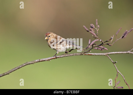 Gemeinsame Redpoll Stockfoto
