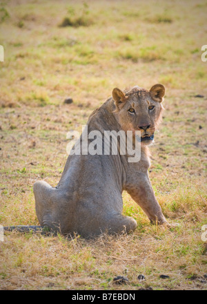 Löwe Amboseli Nationalpark Kenia Stockfoto
