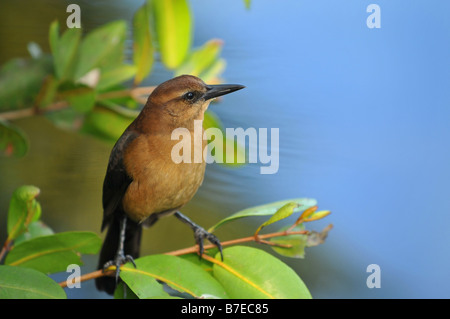 Boot-angebundene Grackle weiblich Stockfoto