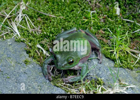 RHACOPHORUS SCHLEGELII, SCHLEGEL S GRÜNER LAUBFROSCH Stockfoto