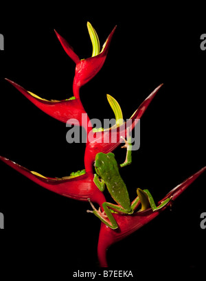 Tropische Frosch in Heliconia Blume Stockfoto