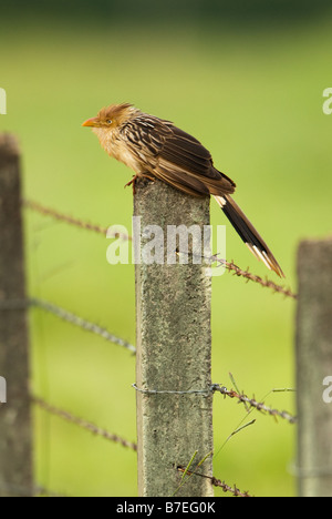 Guira Kuckuck Stockfoto