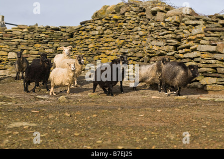 dh NORTH RONALDSAY ORKNEY Algen Essen Schafe strömen und Wand halten sie am Ufer Stockfoto