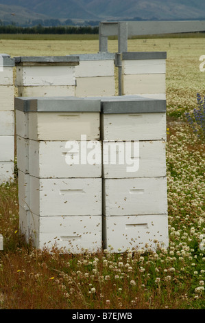 Honigbienen mit Hive Fütterung auf Klee Blumen, Südinsel, Neuseeland Stockfoto
