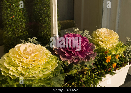 dh Brassica oleracea KOHL UK blühend Ornamental dekorative Kohl in Fensterbox Blume Gemüse Flora Grünkohl Display Stockfoto