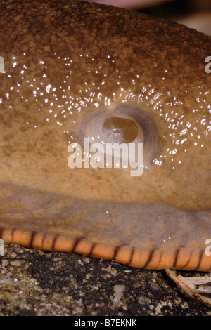 Große rote Nacktschnecke Arion Ater Rufus zeigt Atemwege Pore vollständig geöffneten UK Stockfoto