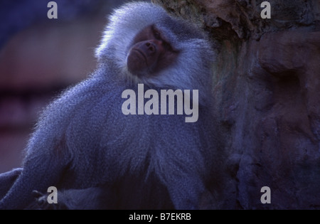 Hamadryas oder Heiligen Pavian, Papio Hamadryas Männchen. Stockfoto