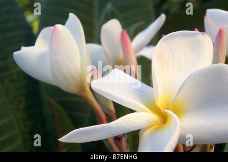 Plumeria (Frangipani) Stockfoto