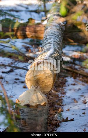 Biber gekaut Birke Verlegung auf Boden im winter Stockfoto