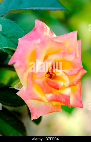 Gallica-Rose Stockfoto