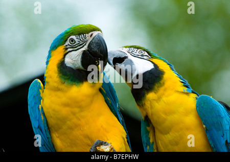 zwei schöne Papageien in der Liebe Stockfoto