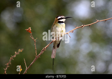 Weiße-throated Bienenfresser Merops albicollis Stockfoto