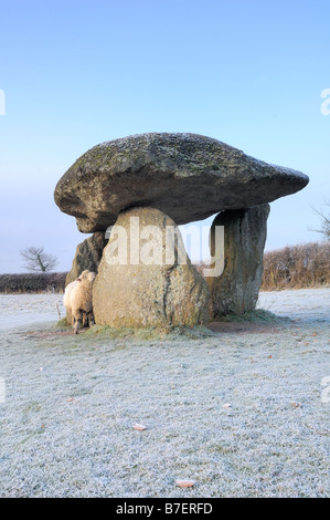 Jungfern-Rock ist die Überreste einer alten neolithische Grabkammer auf Dartmoor-Nationalpark an einem frostigen Morgen mit Schafen Stockfoto