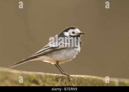 Trauerschnäpper Bachstelze Motacilla Alba thront an Wand im Regen, South Ayrshire, Schottland, April. Stockfoto