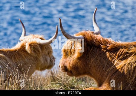 Nahaufnahme Bild von zwei Highland Kühe setzte sich mit leuchtend blauen farbigen Loch im Hintergrund in Laide in Schottland Stockfoto