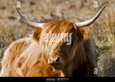 Nahaufnahme von Highland Kuh setzte sich im Feld in der Nähe von Laide in Schottland aufgenommen Stockfoto