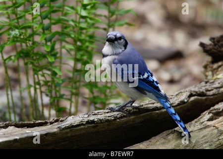 Blue Jay Cyanocitta Cristata Bromia thront auf Baumstamm Stockfoto