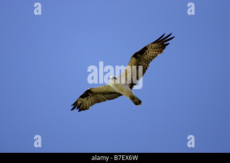 Fischadler Pandion Haliaetus Carolinensis im Flug Stockfoto