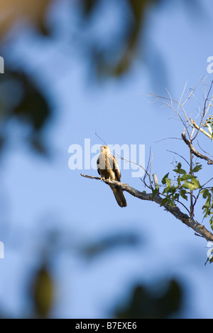 Ein Pfeifen Kite, Haliastur Sphenurus, thront auf einem Baum im Kakadu National Park Stockfoto