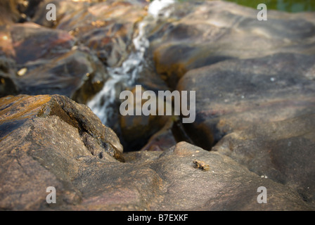 Juvenile oder Baby Kröte sitzt auf einem Felsen über dem Gunlom Wasserfall im Kakadu National Park Stockfoto