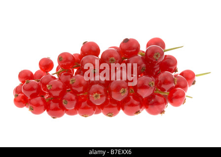 frische rote Johannisbeere Beeren isoliert auf weißem Hintergrund Stockfoto