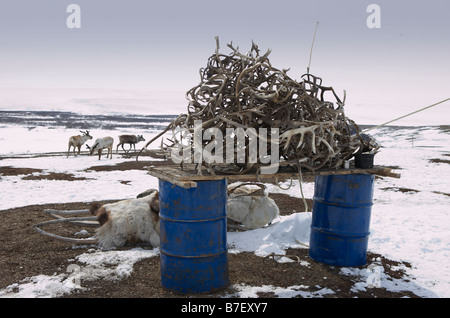 Rentier-Geweih, befindet sich Kanchalan in der autonomen Region Chukot, Sibirien-Russland Stockfoto