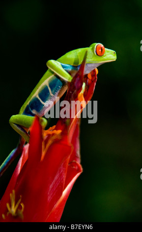 Red eyed Laubfrosch (Agalychnis Callidryas) in Costa Rica Stockfoto