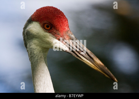 Sandhill Kran (Grus Canadensis) Stockfoto