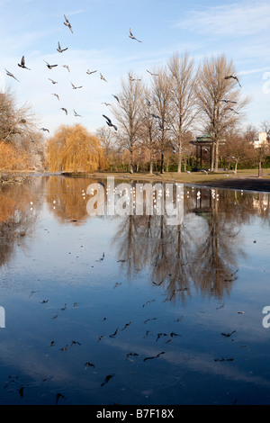 Vögel fliegen über den zugefrorenen See in der Wintersonne. Regents Park, London, England, UK Stockfoto