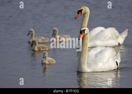 Höckerschwan Cygnus Olor Eltern mit Gänsel Stockfoto