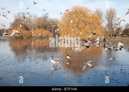 Vögel fliegen über den zugefrorenen See in der Wintersonne. Regents Park, London, England, UK Stockfoto