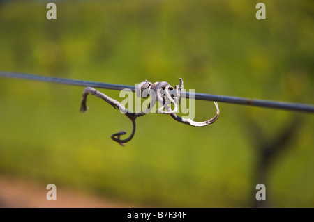 Alte Traube Rebe auf einem Draht im Barossa Valley Stockfoto