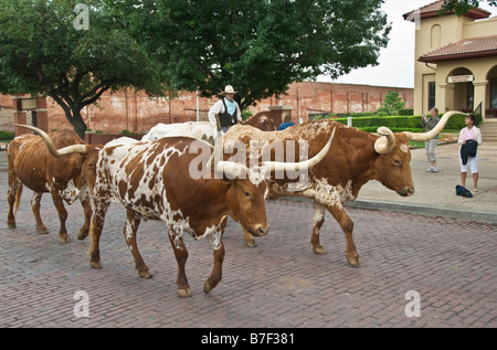 Texas Fort Worth Stockyards National Historic District zweimal täglich Longhorn-Rinder-Antrieb für Touristen Stockfoto