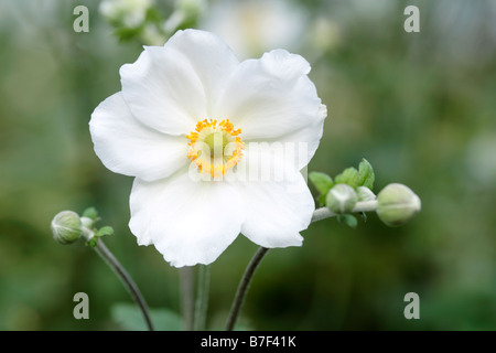 Japanische Anemone Blume Stockfoto