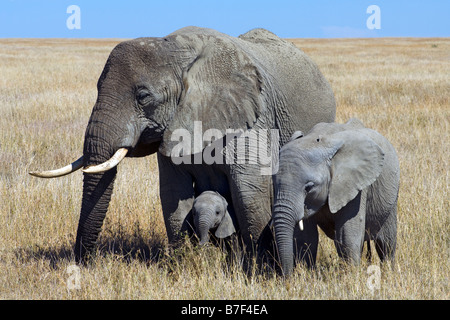 Elefantendame Loxodonta Africana mit Kälbern östlich von Seronera Serengeti Tansania Stockfoto