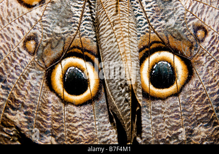 Eule Schmetterling (Caligo-Arten) in Costa Rica Stockfoto