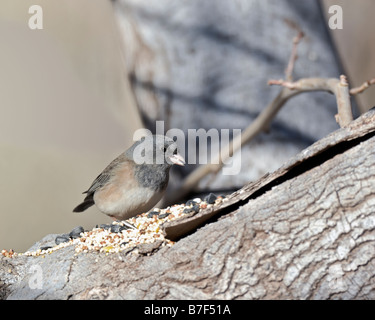 Dunkle Augen Junco in Maulbeerbaum sitzen.  Stock Fotografie von cahyman Stockfoto