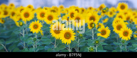 Sonnenblumen in einer indischen Feld. Gewachsene oder die Saat. Andhra Pradesh, Indien. Panoramablick Stockfoto