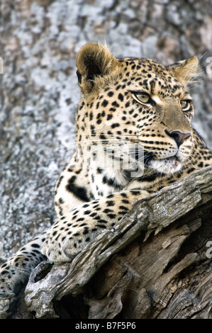 Porträt eines weiblichen Leoparden (Panthera Pardus) in einem Baum am Seronera Serengeti Tansania hautnah Stockfoto