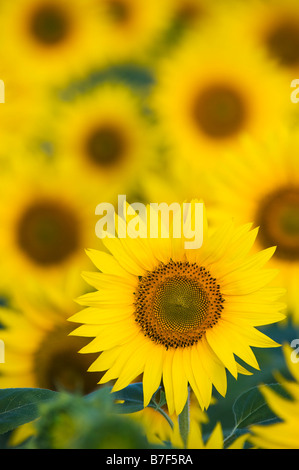 Sonnenblumen in einer indischen Feld. Gewachsene oder die Saat. Andhra Pradesh, Indien. Stockfoto