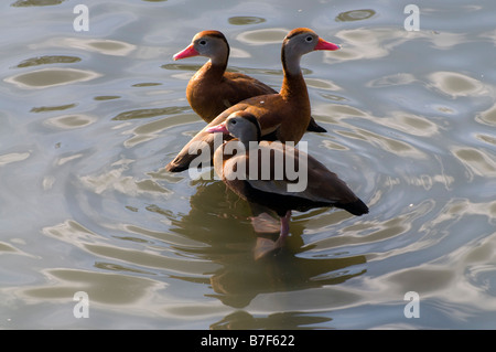 Drei Enten in seichtem Wasser stehend auf einem versunkenen Baumstamm Stockfoto