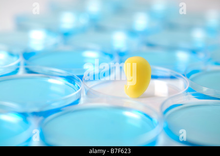 Gelbe Samen in einer Petrischale, umgeben von blau Stockfoto