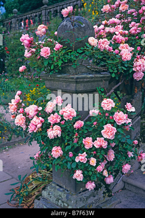 Rosa New Dawn auf eine Steinbalustrade Haddon Hall Stockfoto