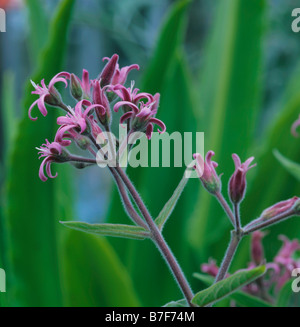 Rosa Blume Stockfoto