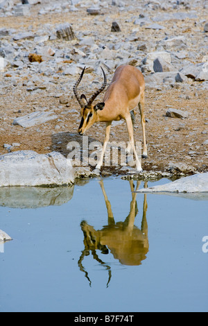 Schwarz konfrontiert Impalas am Wasserloch zu trinken Stockfoto