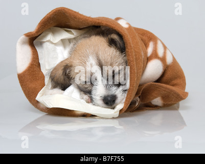 Ein zwei Monate altes Jack Russell Welpen schlafen Stockfoto